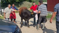 Kaçan Kurbanlık Köyü Telaşa Verdi