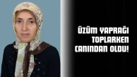 Üzüm Yaprağı Toplarken Canından Oldu!