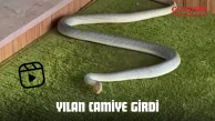 Yılan Camiye Girdi