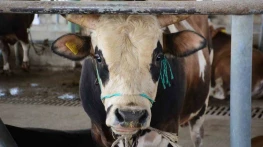 Bolu'da Şap Kısıtlamaları Kaldırıldı