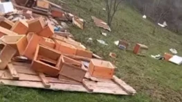 Türkeli'de Fırtına Arıcılığı Vurdu