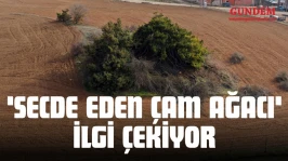 'Secde Eden Çam Ağacı' İlgi Çekiyor