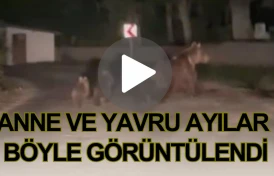 Anne ve Yavru Ayılar Böyle Görüntülendi