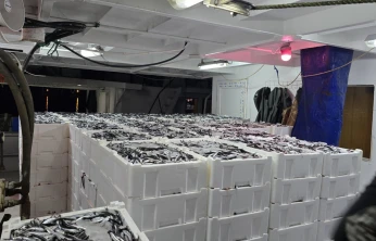 11 Bin 130 Kilogram Hamsi Karaya Çıkarıldı