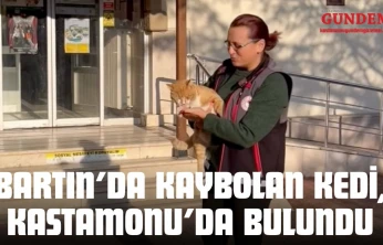 Bartın'da Kaybolan Kedi, Kastamonu'da Bulundu