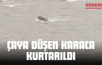 Çaya Düşen Karaca Kurtarıldı