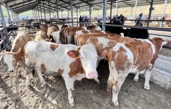 Hayvan Pazarı Açılıyor