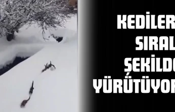 Kedileri Sıralı Şekilde Yürütüyor