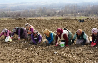 Sarımsakta 30 Bin Ton Rekolte Bekleniyor