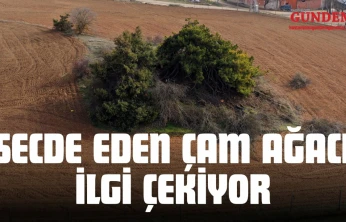 'Secde Eden Çam Ağacı' İlgi Çekiyor