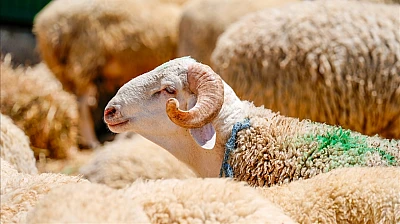 Mehmetçik Vakfı Kurban Bağışlarını Kabul Etmeye Başladı