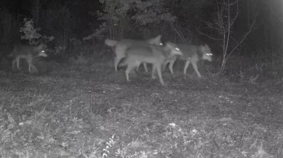 Ovacık'taki Yaban Hayatı Görüntülendi