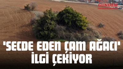 'Secde Eden Çam Ağacı' İlgi Çekiyor