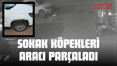 Sokak Köpekleri Park Halindeki Aracı Parçaladı