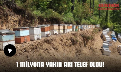 1 Milyona Yakın Arı Telef Oldu!