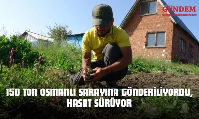 150 Ton Osmanlı Sarayına Gönderiliyordu, Hasat Sürüyor