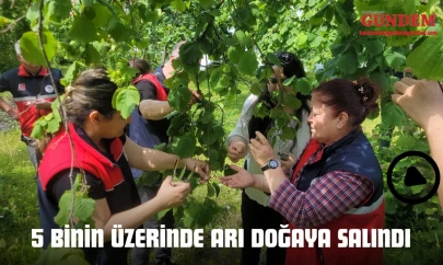 5 Binin Üzerinde Arı Doğaya Salındı