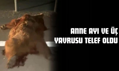 Anne Ayı Ve Üç Yavrusu Telef Oldu