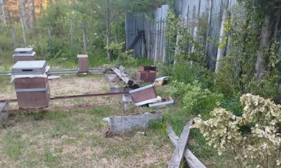 Arı Kovanlarını Parçaladı!
