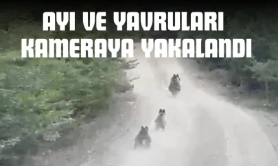 Ayı Ve Yavruları Kameraya Yakalandı