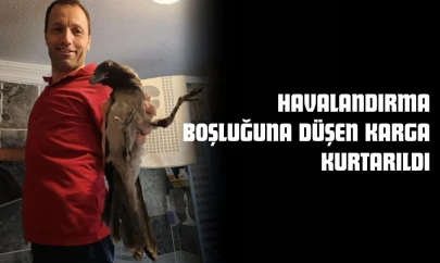 Havalandırma Boşluğuna Düşen Karga Kurtarıldı