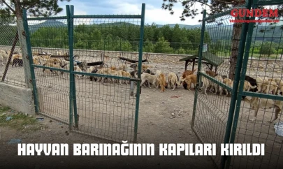 Hayvan Barınağının Kapıları Kırıldı
