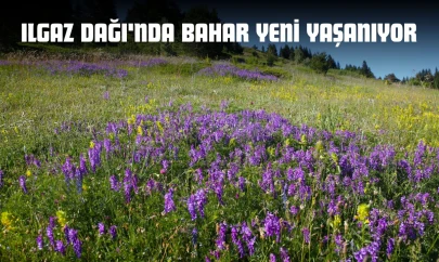 Ilgaz Dağı'nda Bahar Yeni Yaşanıyor
