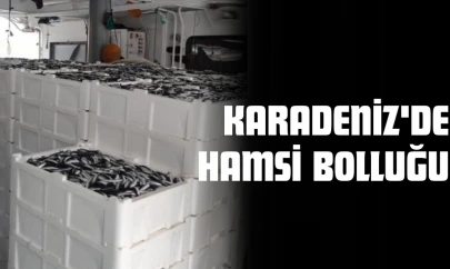 Karadeniz'de Hamsi Bolluğu