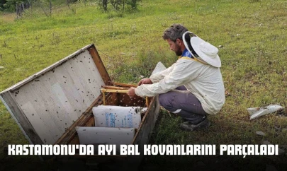 Kastamonu'da Ayı Bal Kovanlarını Parçaladı
