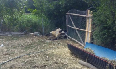 Kastamonu'da Dereden Su İçen Hayvanlar Telef Oldu