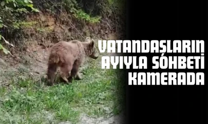 Kastamonu'da Vatandaşların Ayıyla Sohbeti Kamerada