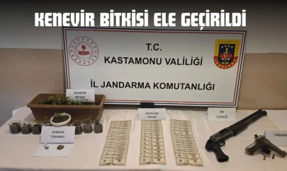Kenevir Bitkisi Ele Geçirildi