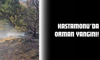 Ormanlık Alanda Yangın