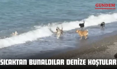 Sıcaktan Bunaldılar Denize Koştular