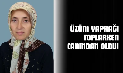 Üzüm Yaprağı Toplarken Canından Oldu!