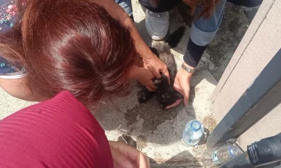 Yavru Kedi, Kalp Masajıyla Hayata Döndü