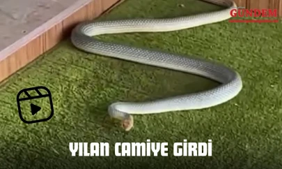 Yılan Camiye Girdi