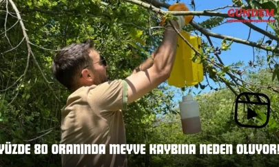 Yüzde 80 Oranında Meyve Kaybına Neden Oluyor!