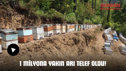 1 Milyona Yakın Arı Telef Oldu!