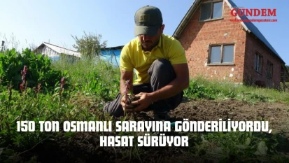 150 Ton Osmanlı Sarayına Gönderiliyordu, Hasat Sürüyor
