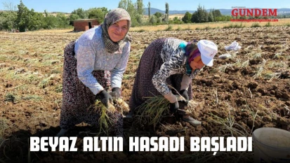 Beyaz Altın Hasadı Başladı