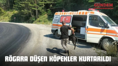 Kastamonu'da Rögara Düşen Köpekler Kurtarıldı 