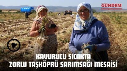 Kavurucu Sıcakta Zorlu Taşköprü Sarımsağı Mesaisi