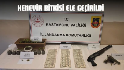 Kenevir Bitkisi Ele Geçirildi