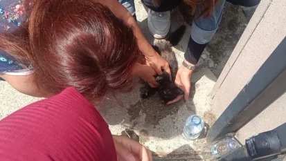 Yavru Kedi, Kalp Masajıyla Hayata Döndü