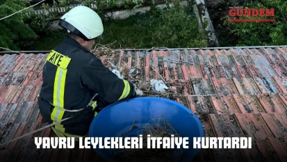 Yavru Leylekleri İtfaiye Kurtardı
