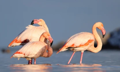 Flamingonlar Renkli Görüntüler Oluşturdu