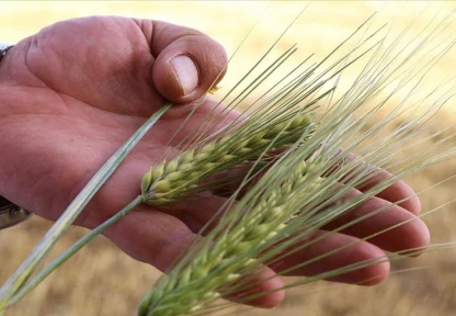 Arpa Satışı Duyurusu Yapıldı