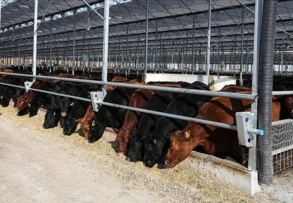 Besilik Hayvanların Teslimat Süreçlerine İlişkin Açıklama Yapıldı