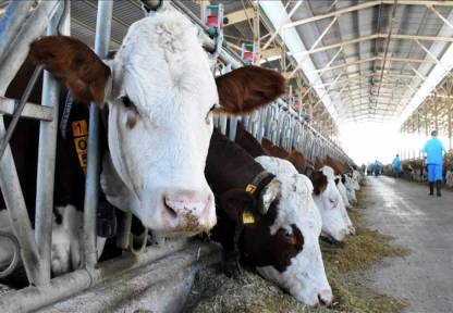 Büyükbaş Hayvan Sayısı Yüzde 4,3 Arttı